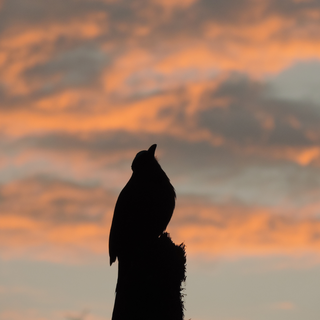 Description of a landscape photo, displayed as square - e.g., Barranquillo 2