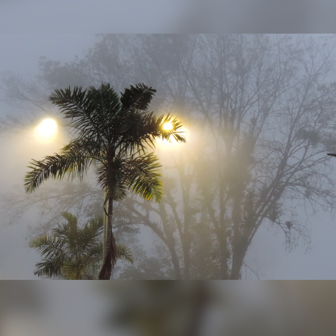 Sunlight through forest canopy, displayed as square