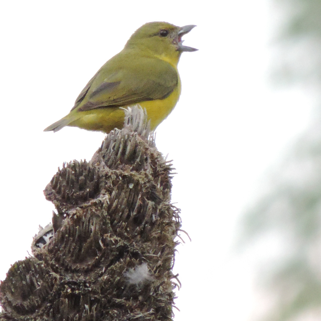 Rolling green fields under a blue sky, displayed as square